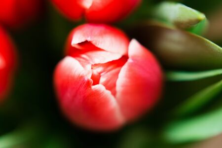 Spring theme. Mother's Day festive background. The bouquet of red tulips on brown background. Close up. Top view.の写真素材