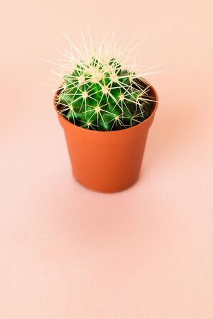 Small green cactus in orange pot on pink background. Copy space for text.の写真素材