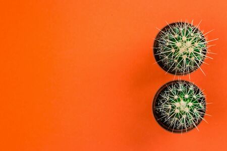Two small green cactus in orange pot on orange background. Copy space for text. View from above.の写真素材