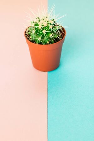Small green cactus in orange pot on pink and blue background. Copy space for text.の写真素材