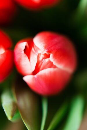Spring theme. Mother's Day festive background. The bouquet of red tulips on brown background. Close...
