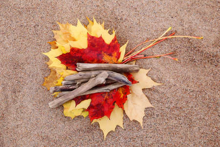 yellow and red leaves lying on the sand with sticksの写真素材