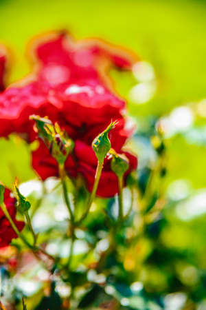 Bud red tea roses on a background of green foliageの写真素材