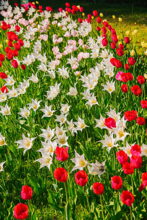 field of blooming tulips in the Park yellow and redの写真素材