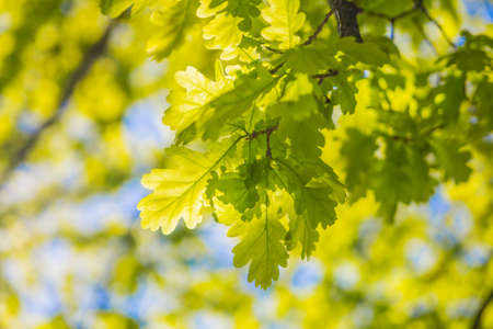 oak leaves in summer in the sun during the day greenの写真素材