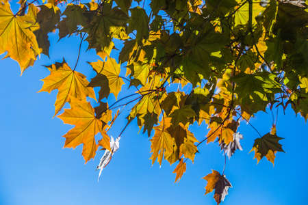 maple leaves in summer in the sun during the day greenの写真素材