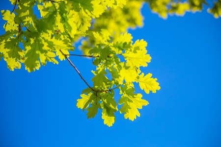 oak leaves in summer in the sun during the day greenの写真素材