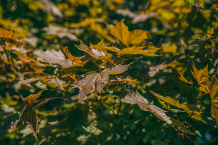 maple leaves in summer in the sun during the day greenの写真素材