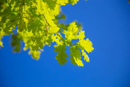 oak leaves in summer in the sun during the day greenの写真素材