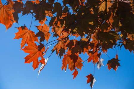 maple leaves in summer in the sun during the day greenの写真素材
