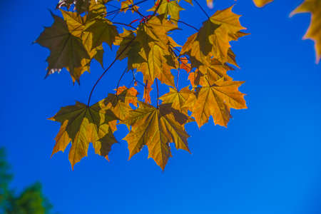 maple leaves in summer in the sun during the day greenの写真素材
