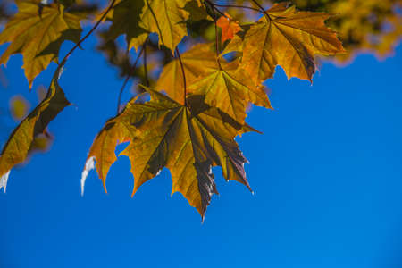 maple leaves in summer in the sun during the day greenの写真素材