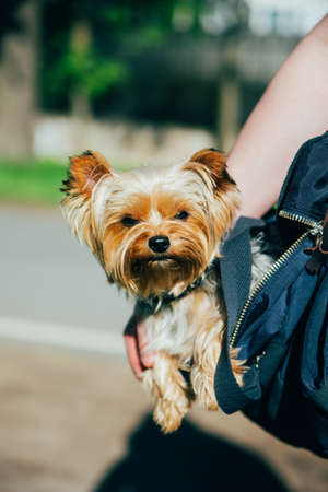littlebrawn shaggy dog in her arms on the streetの写真素材