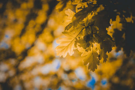 oak leaves in summer in the sun during the day greenの写真素材