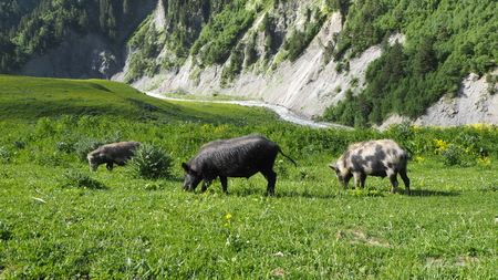 Cattle graze on the open meadows. Mountains of Georgia. Svaneti regionの写真素材