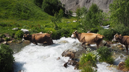 Wild cows go through the river. Mountains of Georgiaの写真素材