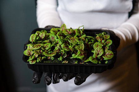 Close-up of hands wearing black gloves holding a plastic tray filled with vibrant microgreens, ready for harvesting or cooking.の写真素材