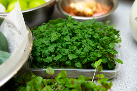 Close-up of vibrant green mint microgreens in a plastic tray, ready to be used as garnish or for...