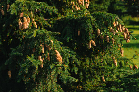 A lush evergreen tree heavily laden with brown pine cones hanging from vibrant green branches in a sunny outdoor setting.の写真素材