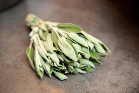 Close-up of a fresh sage herb bundle with green leaves, resting on a kitchen countertop, ready for cooking or garnish.の写真素材