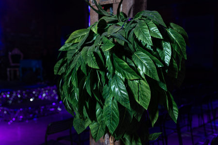 Close-up of lush green decorative leaves illuminated against a dark, atmospheric event background.の写真素材