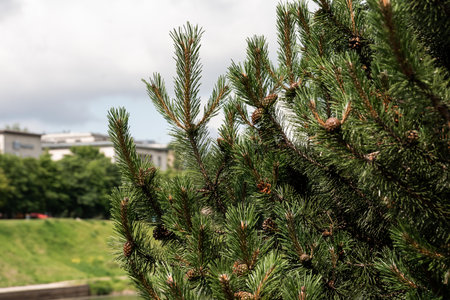 Lush evergreen foliage in urban setting for nature design inspirations.