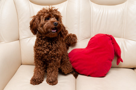 A cute brown curly-haired dog sits playfully on a cream-colored couch beside a red heart-shaped...