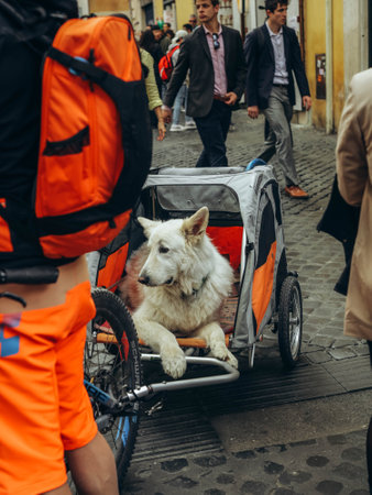 Rome, Italy- April 2,2023: dog in a stroller, pet travels.