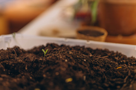 Green plant growing in good soil. Agriculture, organic gardening, planting or ecology concept.