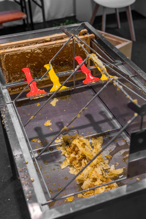 Using beekeeping tools for opening wax cells full of ready product.の写真素材