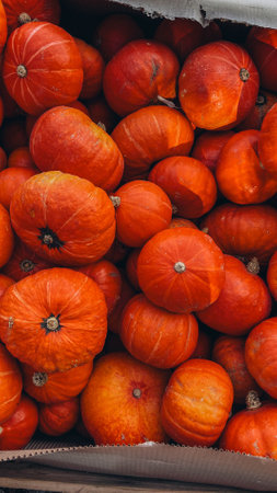 a large white pumpkin against the background of bright multi-colored pumpkinsの写真素材