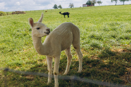 Group of alpacas standing under tree, resting in the shade. Fluffy wool, animals in nature. High quality photoの写真素材