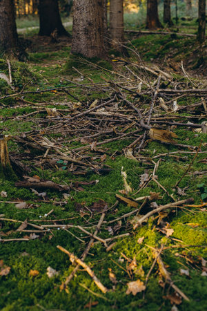 Macro nature shot of sprouts, seeds, stems, and green moss on the forest floor, emerging through dried autumn foliage. High quality photoの写真素材