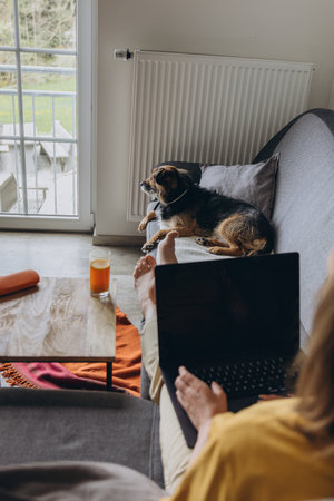 Mixed-breed dog rescue looking out the window while owner works remotely on laptop. Cozy home scene showing bond with pet and modern freelance lifestyle. High quality photoの写真素材