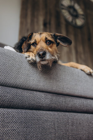 Mixed-breed rescue dog standing on a couch at home. Concept of pet adoption, animal shelter, domestic pets, and pet care in everyday home life. High quality photoの写真素材