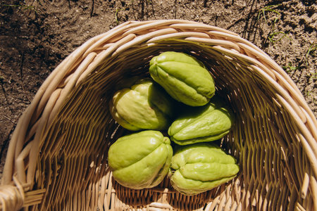 Fresh green chayote fruits in a wicker basket on wooden background. Organic vegetable harvest from...
