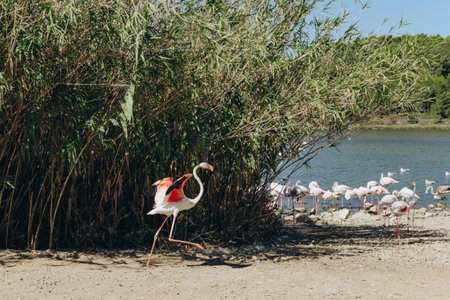 Pink flamingos gather at the edge of a lake surrounded by forest. A large flock rests in the water. Wildlife observation, natural habitat and birdwatching in a nature reserve. High quality photoの写真素材
