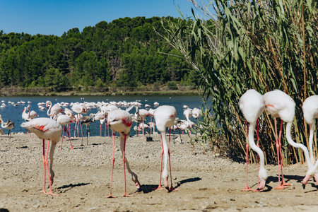 Pink flamingos gather at the edge of a lake surrounded by forest. A large flock rests on the ground and in the water. Wildlife observation, natural habitat and birdwatching in a nature reserve. High quality photoの写真素材
