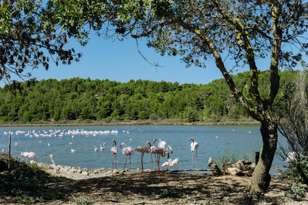 Pink flamingos gather at the edge of a lake surrounded by forest. A large flock rests in the water. Wildlife observation, natural habitat and birdwatching in a nature reserve. High quality photoの写真素材