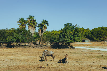 Wild buffalo grazing in a dry savanna landscape. Conservation efforts, habitat degradation, and the fight against biodiversity loss in protected natural reserves. High quality photoの写真素材