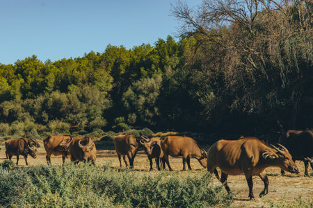 Wild buffalo grazing in a dry landscape. Conservation efforts, habitat degradation, and the fight...