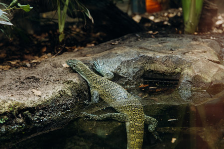 Monitor lizard resting on rocks near water in tropical habitat. Wild reptile in rainforest environment. Wildlife nature background, exotic animal in jungle scenery. High quality photoの写真素材