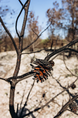 Burnt pine cones on scorched tree branch after forest fire. Symbol of environmental catastrophe, global warming, rising temperatures and devastating climate change. High quality photoの写真素材