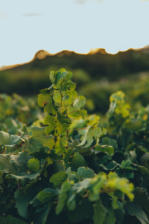 Young grapevine plant in vineyard at golden sunset. Vibrant green leaves glowing in warm light. Organic agriculture and winemaking concept. High quality photoの写真素材