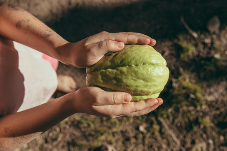 Child holding fresh chayote fruit in hands. Close up of green chayote, also known as vegetable pear or mirliton, grown in garden. Concept of exotic fruit and organic farming. High quality photoの写真素材