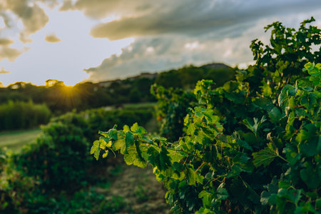 Vineyard rows at sunset with cloudy sky above. Agricultural landscape with green grapevines and earthy tractor tracks. Peaceful rural scene, winemaking concept. High quality photoの写真素材