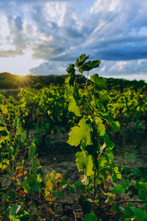Young grapevine plant in vineyard at golden sunset. Vibrant green leaves glowing in warm light. Organic agriculture and winemaking concept. High quality photoの写真素材