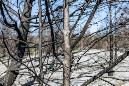 Burnt forest after wildfire with charred trees and scorched earth. Environmental disaster caused by extreme heat and climate change impact. High quality photoの写真素材