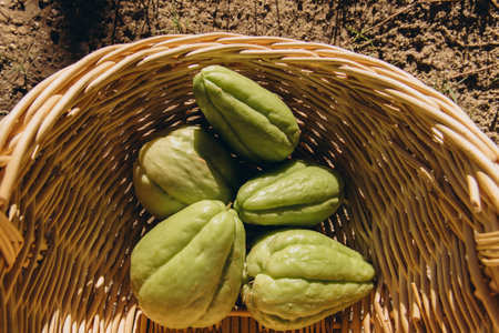 Fresh green chayote fruits in a wicker basket on wooden background. Organic vegetable harvest from garden. Healthy plant-based food and sustainable farming. High quality photoの写真素材