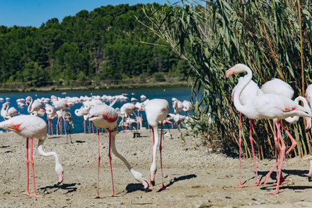 Flock of pink flamingos feeding on the shore of a lake in a wildlife reserve. Birds in natural habitat on a sunny day. Birdwatching and nature conservation conceptの写真素材